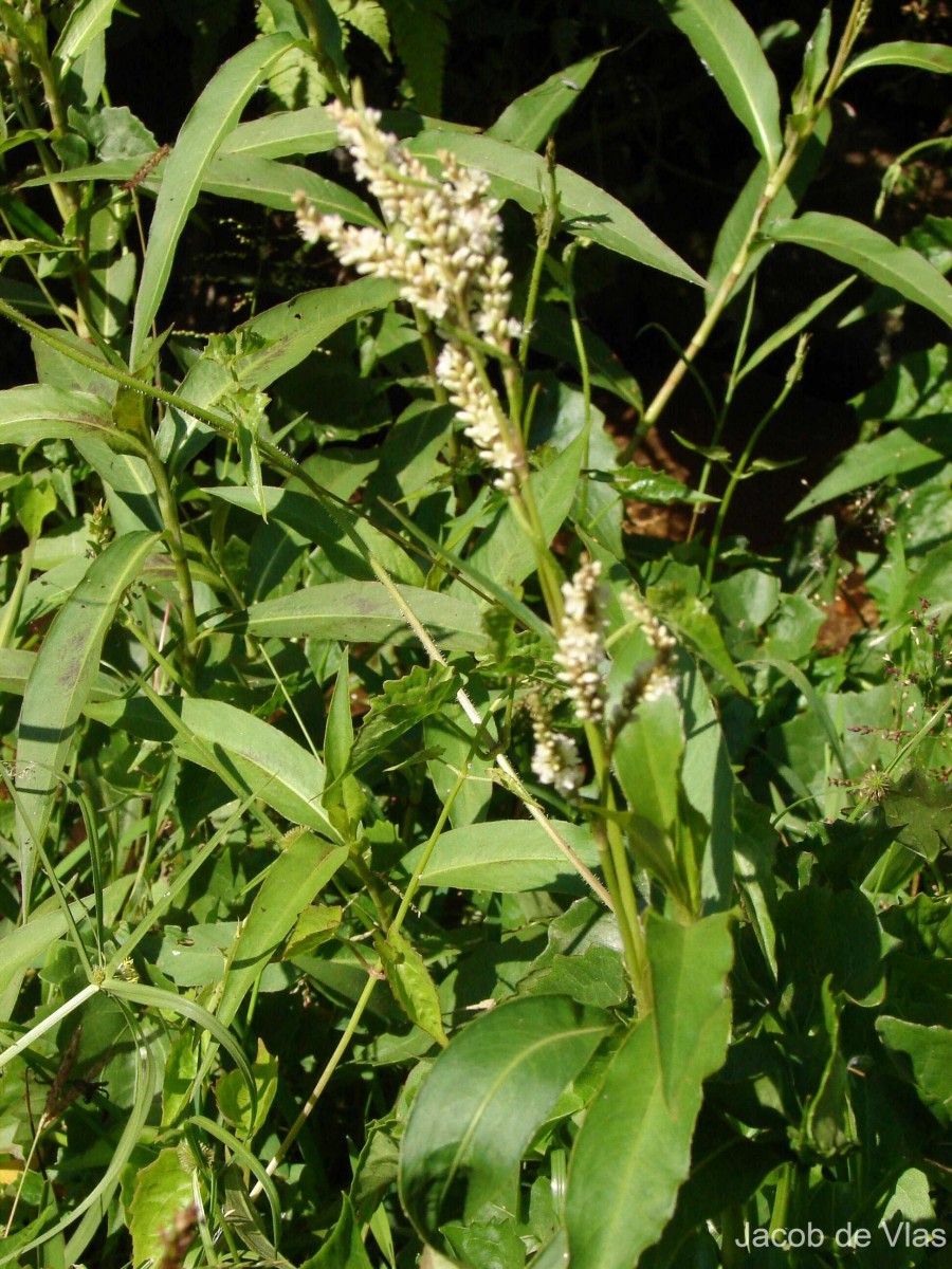 Persicaria barbata (L.) H.Hara